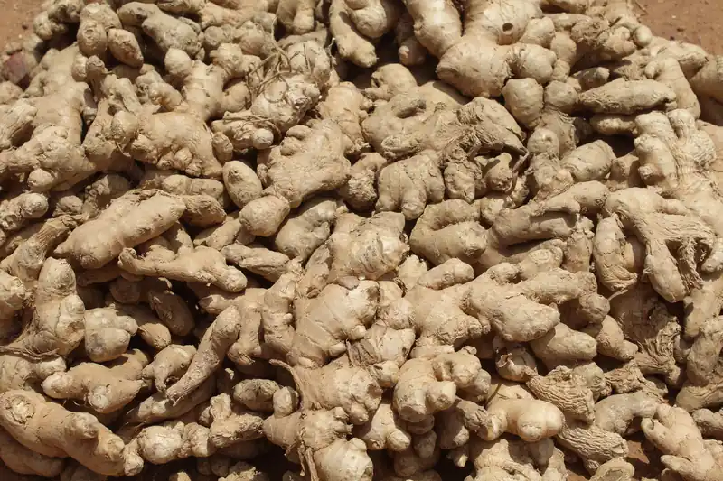 Rhizomes de gingembre frais beiges entassés sur un étal, vus de près