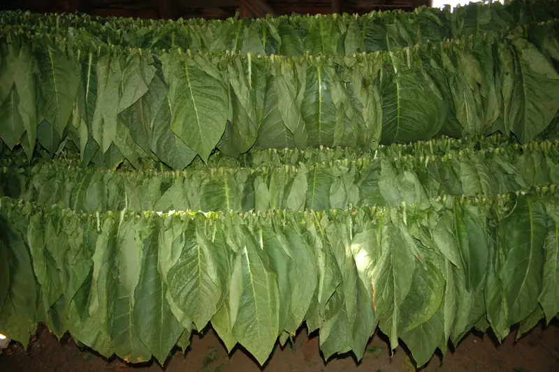 Rideaux de feuilles de tabac vertes suspendues pour sécher dans une grange à Cuba
