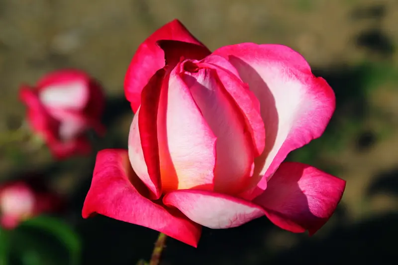 Rose bicolore blanche bordée de rose fuchsia, sur fond de jardin sombre
