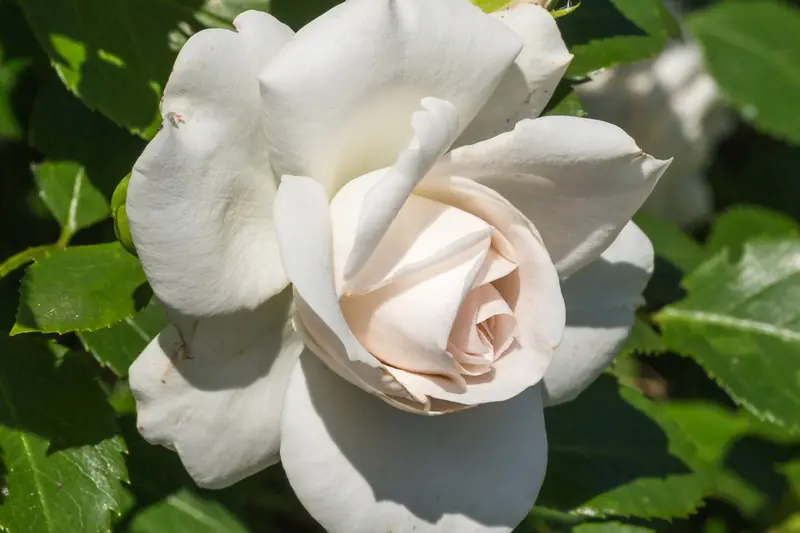 White rose with cream, faintly pink petals, open among green leaves