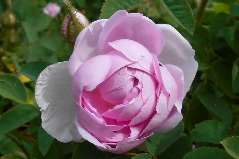Rose centfeuilles rose pâle bien ronde, pétales extérieurs presque blancs, au jardin botanique