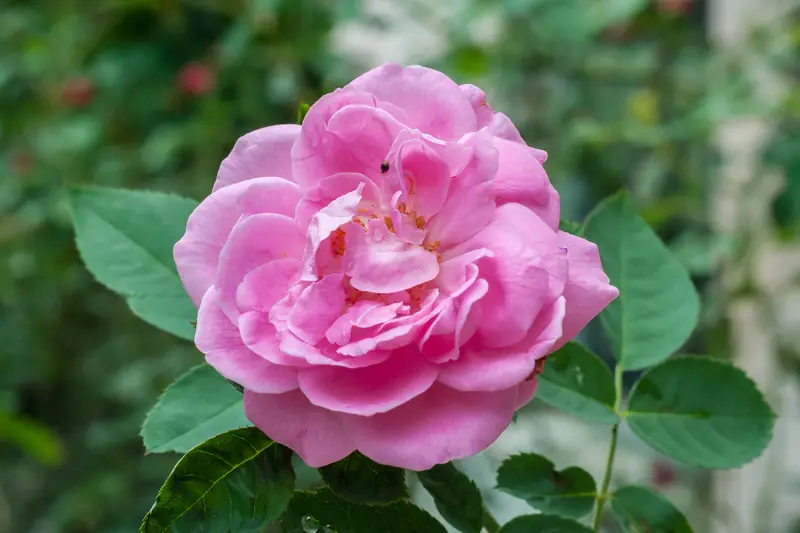 Rose centfeuilles rose aux pétales serrés, épanouie parmi son feuillage