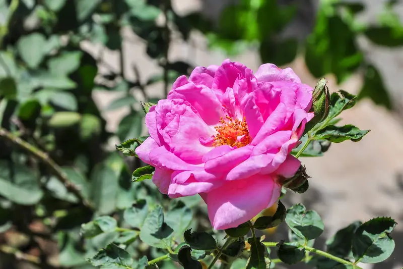 Rose centfeuilles rose vif en plein soleil, étamines dorées visibles au centre