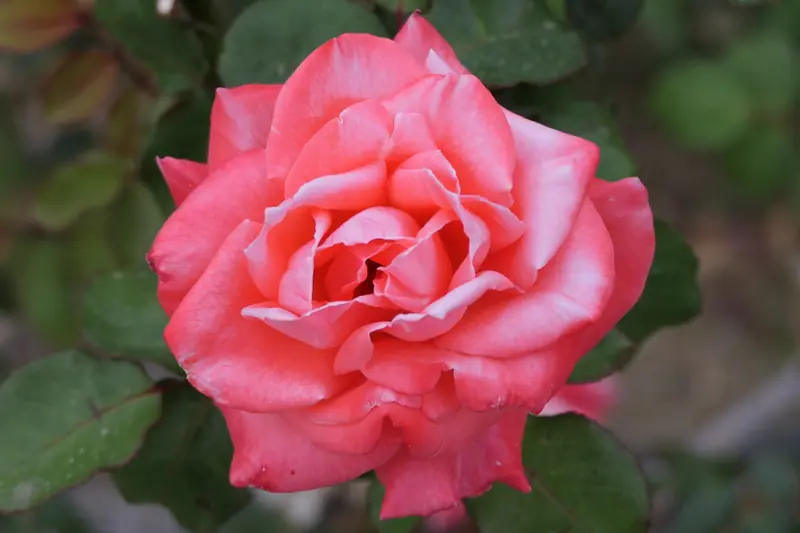 Rose corail aux pétales roulés sur les bords, épanouie sur fond de feuillage