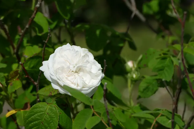 White damask rose 'Madame Hardy' surrounded by green leaves in the garden