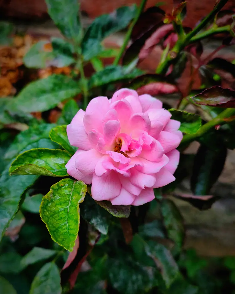 Rose de Damas rose aux pétales froissés sur un rameau feuillu, au Cachemire