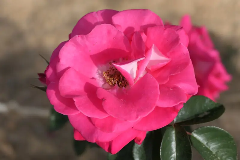 Fuchsia pink rose wide open with ruffled petals, in a garden in Crete