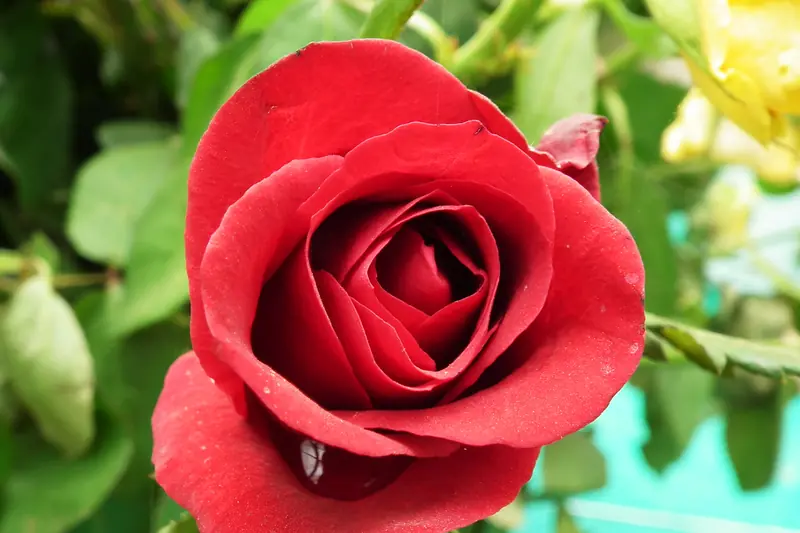 Close-up of a velvety red rose in the rose garden of Lalbagh, Bangalore