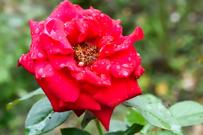 Bright red rose covered in dewdrops, with golden stamens at its centre