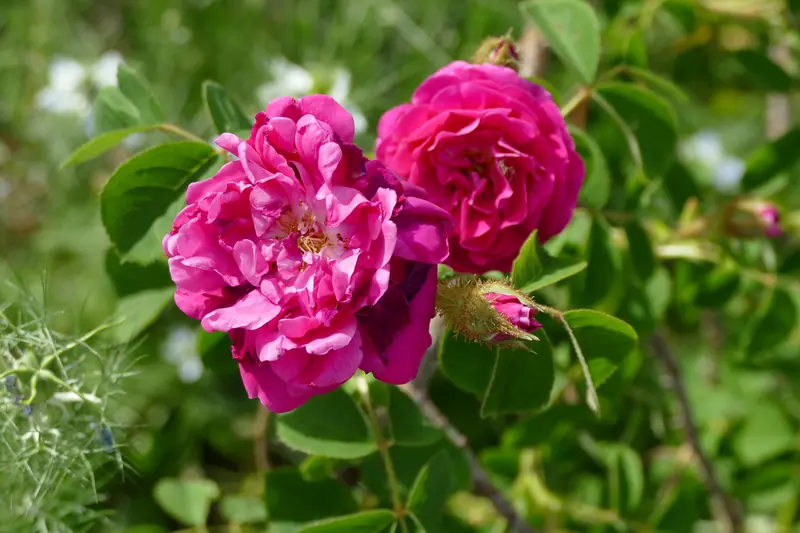 Roses mousseuses rouge framboise en pleine floraison dans un jardin botanique de Munich