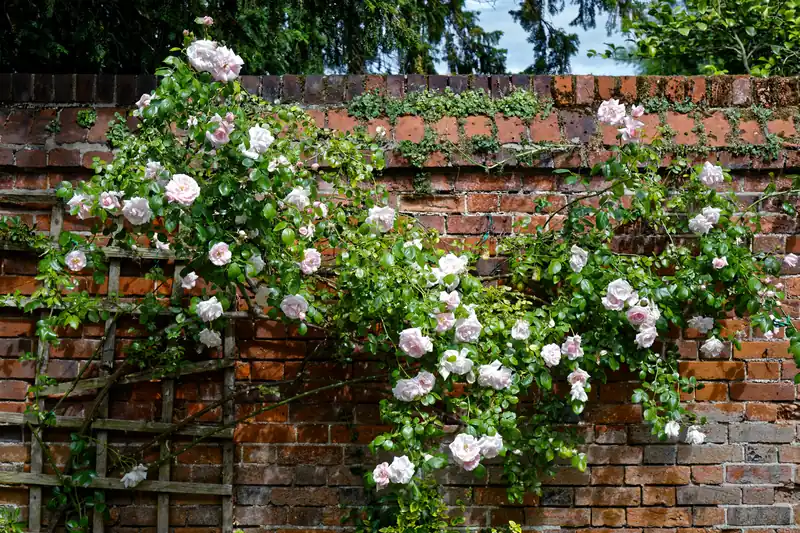 Rosier grimpant rose pâle couvrant un treillage contre un vieux mur de briques rouges