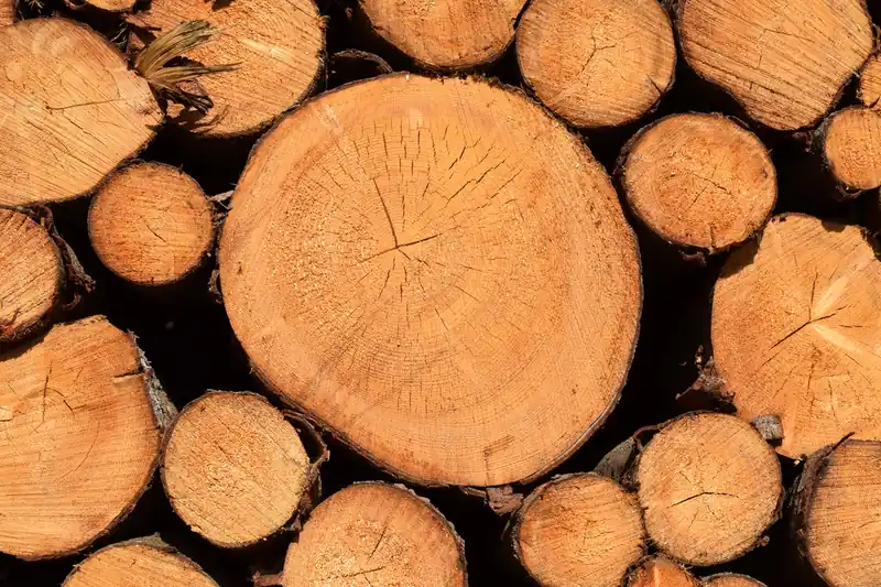 Sections de troncs de pin fraîchement coupés empilées, cernes et écorce visibles