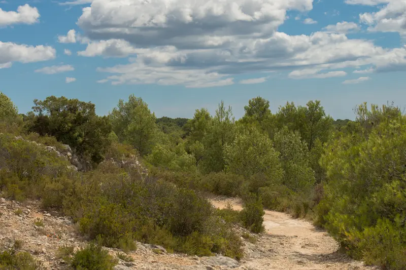 Sandy trail through the garrigue under a sky of white clouds