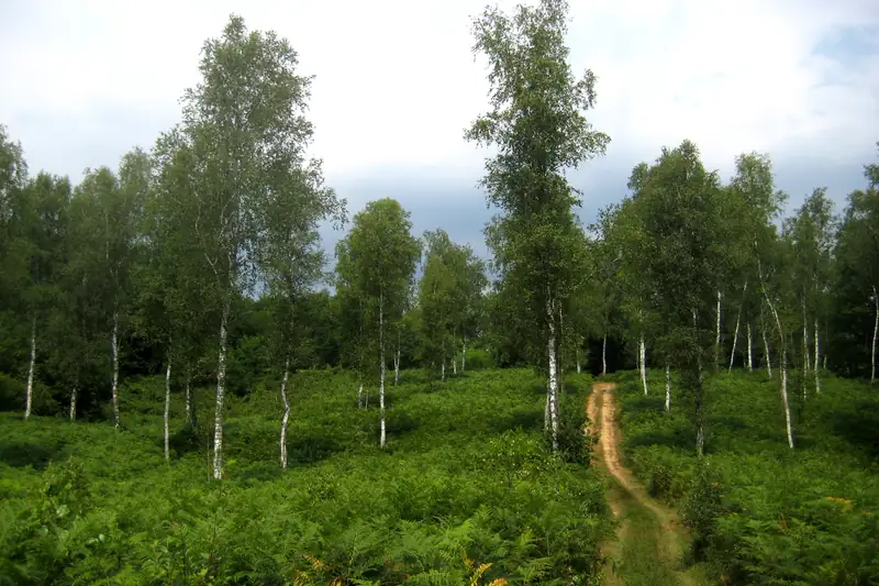 Path crossing a heath of ferns and slender birches in Bela Krajina, Slovenia