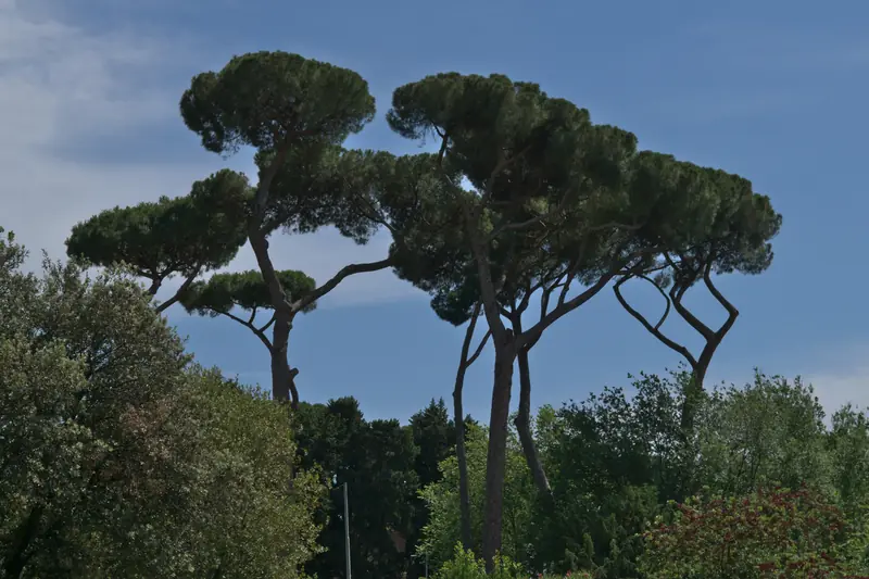 Silhouettes de pins parasols aux troncs courbes dans les jardins de la villa Borghèse