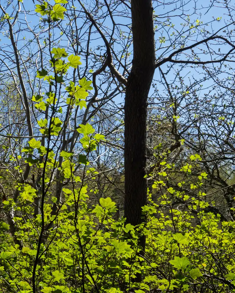 Soleil à travers les jeunes feuilles d'un cassissier dans une forêt de Suède