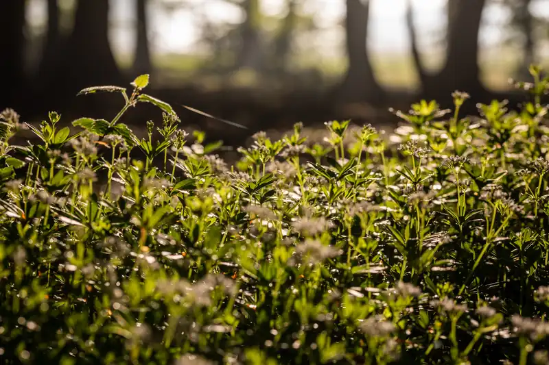 Carpet of sweet woodruff backlit in a bright German woodland