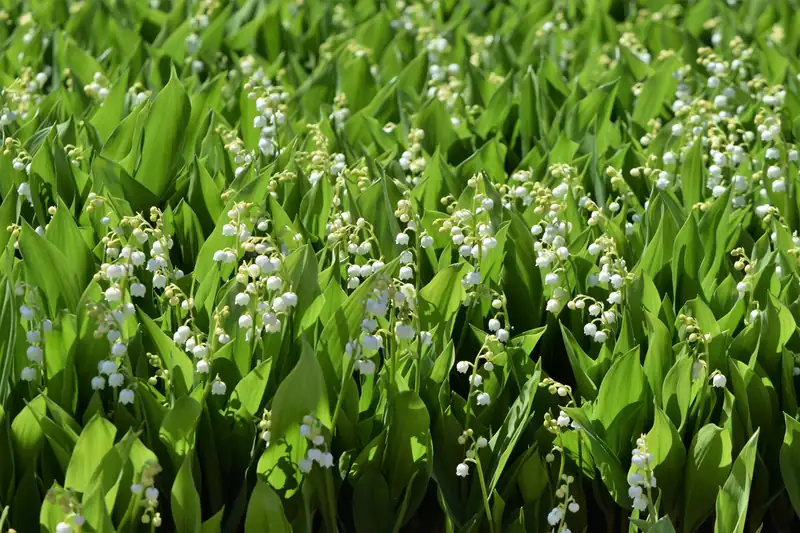 Tapis de muguet en fleur, feuilles larges et dressées, dans un jardin botanique de Berlin