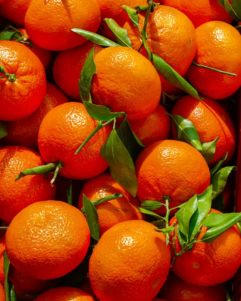 Tas d'oranges fraîchement cueillies, certaines encore garnies de leurs feuilles vertes