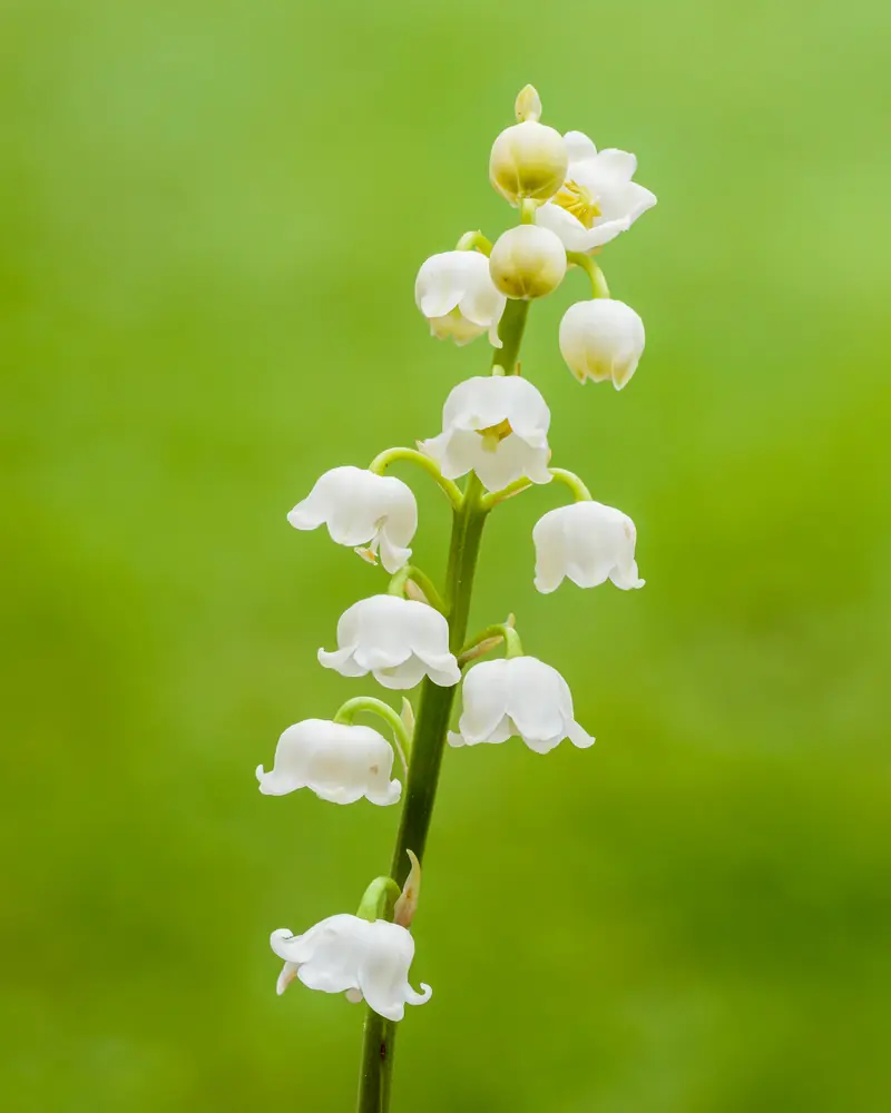 Tige de muguet aux clochettes blanches alignées, sur un fond vert tendre flou