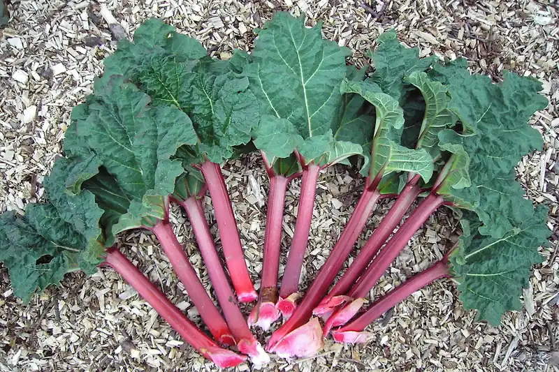 Pink rhubarb stalks and large green leaves fanned out on wood chips