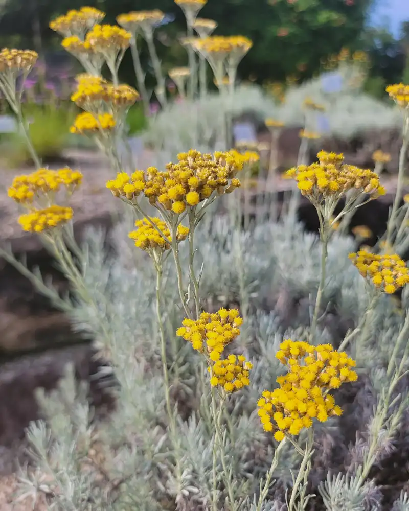 Touffe d'immortelle d'Italie aux tiges argentées et aux fleurs jaunes en jardin botanique