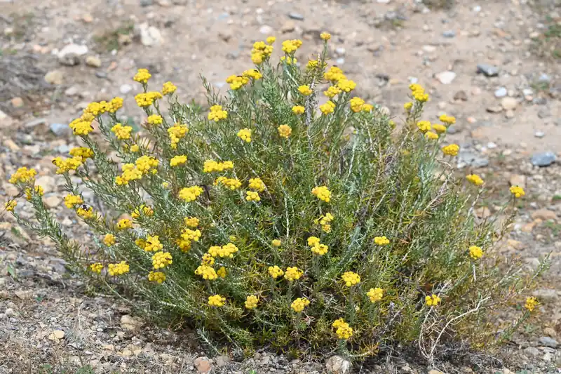 Touffe d'immortelle des sables en fleur, boutons jaunes sur un sol sec d'Andalousie