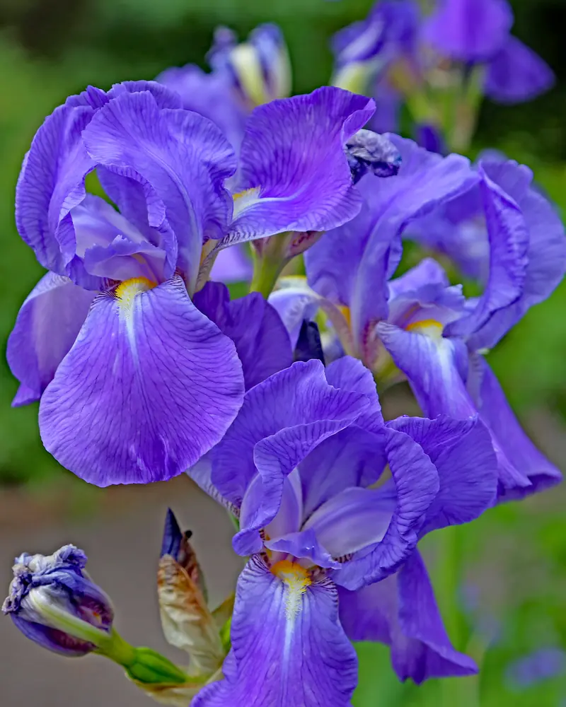 Touffe d'iris germaniques violet bleuté en fleur, boutons encore fermés en bas