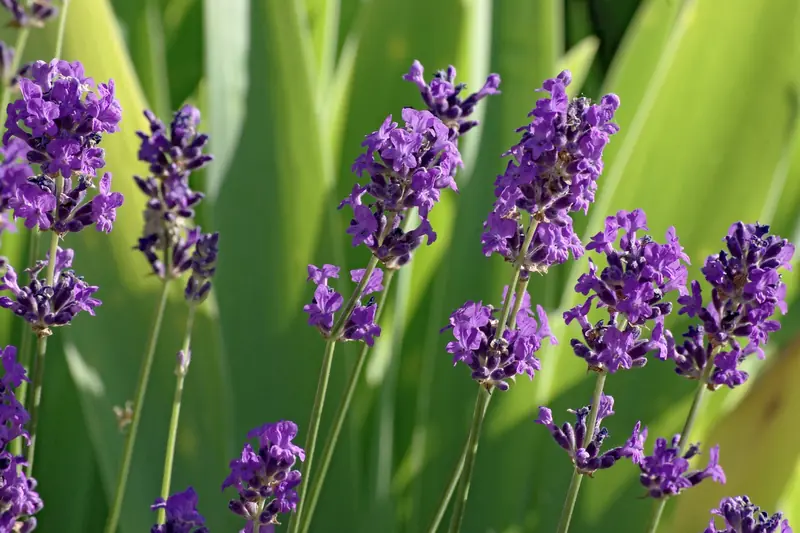 Touffe de lavande vraie aux épis violets serrés dans un jardin en France