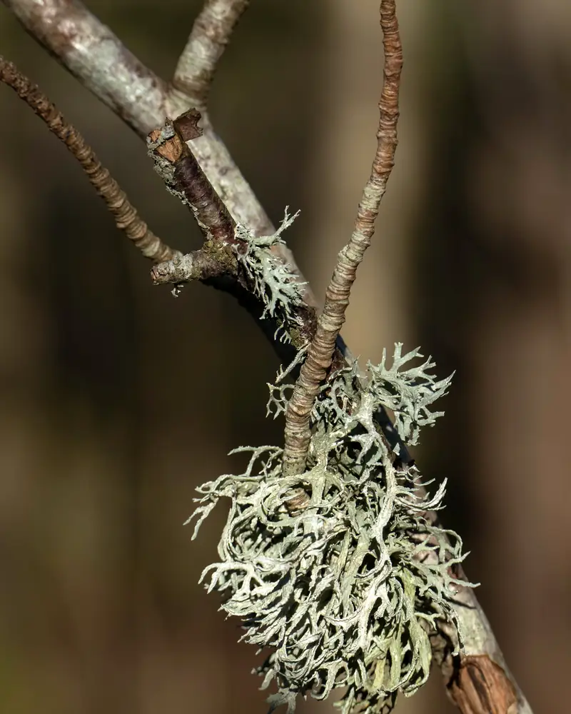 Grey-green tuft of oakmoss clinging to a slender branch in a Swedish wood