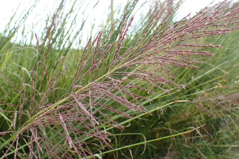 Touffe de vétiver aux longues tiges fleuries pourpres, à Okinawa