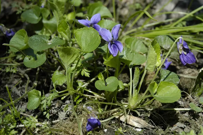 Clump of mauve sweet violets close to the ground among heart-shaped leaves