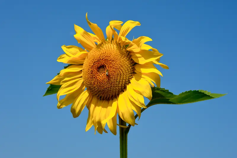 Tournesol jaune grand ouvert, cœur brun bien visible, sur un ciel bleu sans nuage