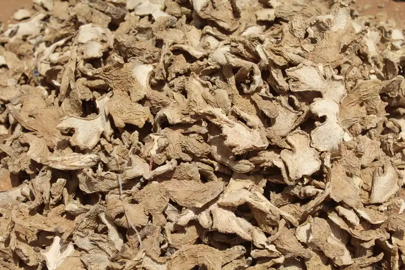 Pale, shrivelled slices of dried ginger spread in a thick layer