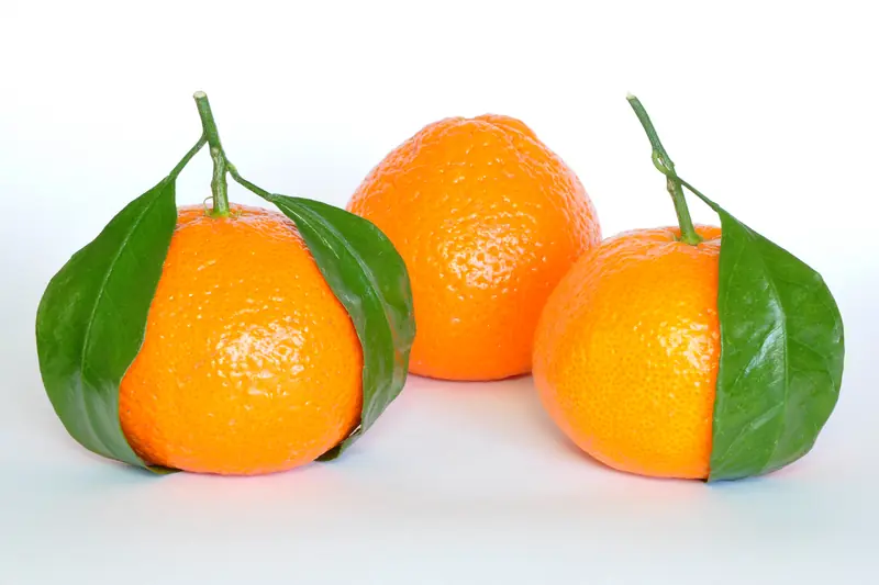Three bright orange mandarins with their green leaves on a white background
