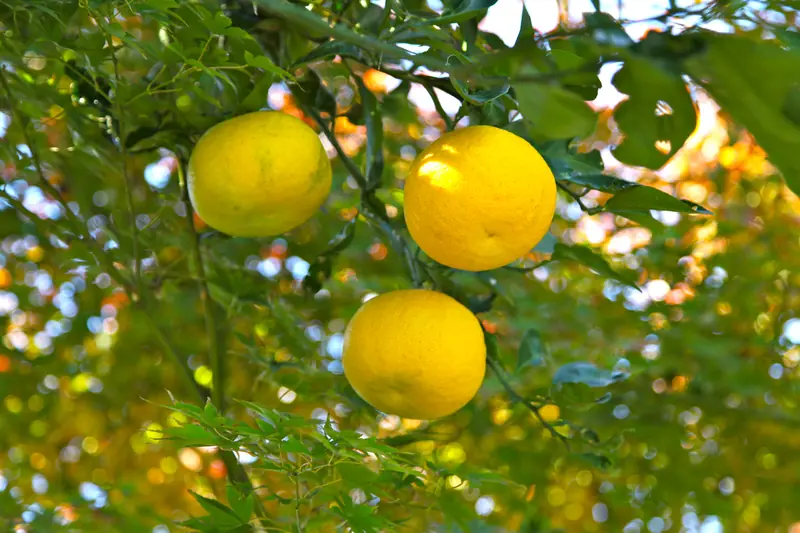 Three yellow yuzu fruits on their tree among the leaves and thorny branches