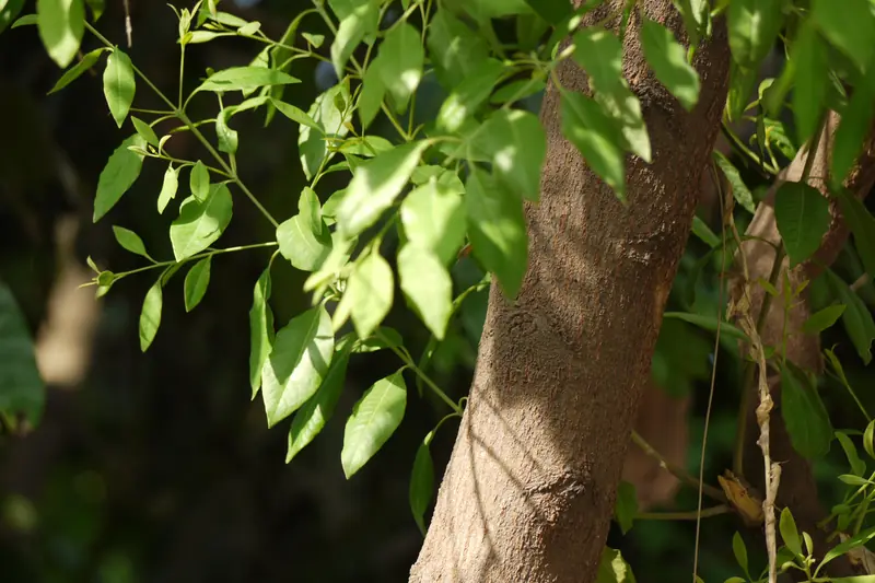 Trunk and light foliage of a sandalwood tree seen from below