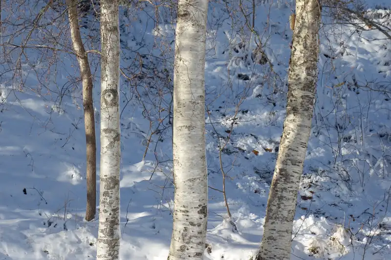 Troncs de bouleaux blancs dans un sous-bois enneigé baigné de soleil