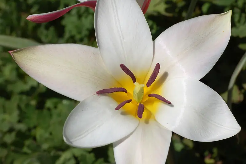 White species tulip with pointed petals, a yellow heart and purple stamens