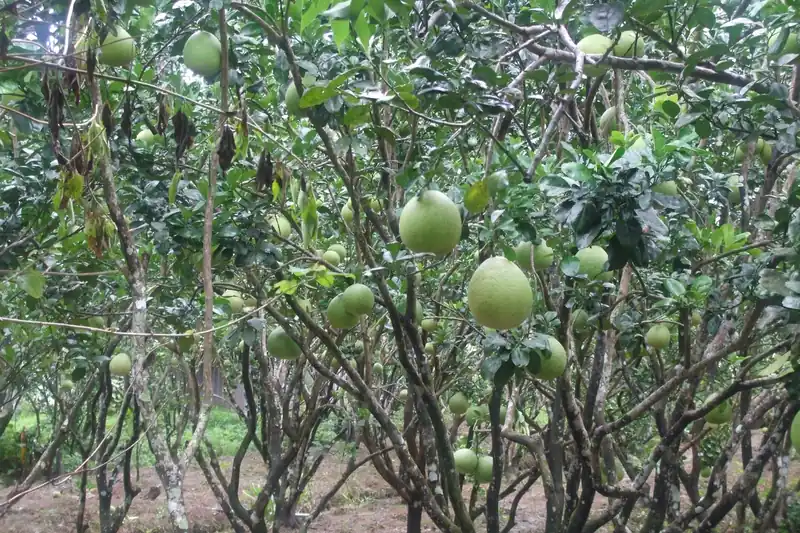 Verger de pomelos au Vietnam, fruits verts suspendus sous les branches des arbres