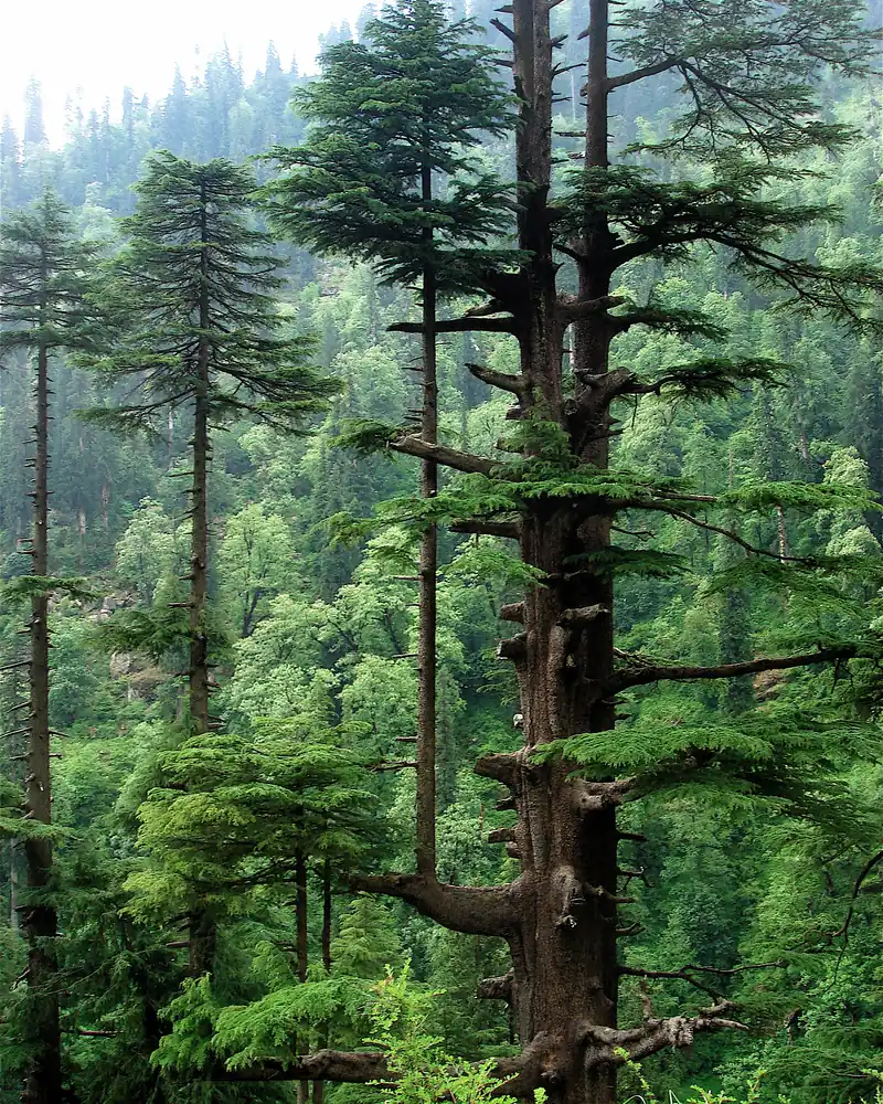 Vieux cèdre de l'Himalaya élancé dans la forêt de Manali, en Inde