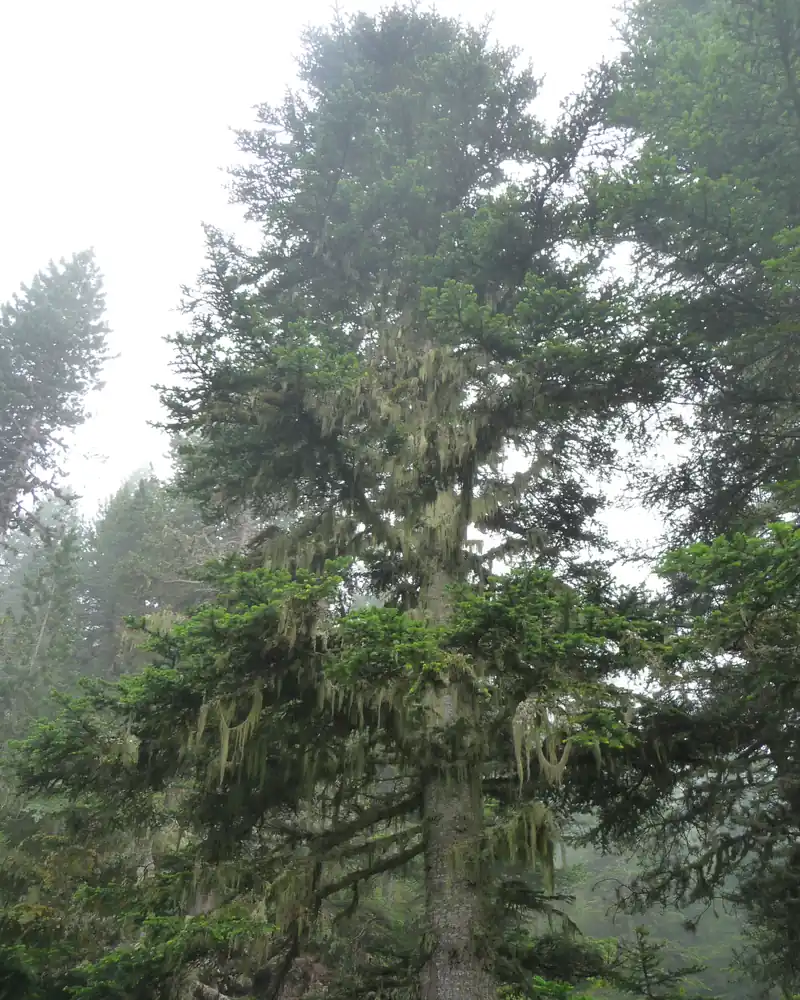 Vieux sapin couvert de lichens dans la brume des Pyrénées-Orientales