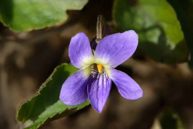 Violette odorante bleu-violet au cœur blanc et jaune, posée devant une feuille en cœur