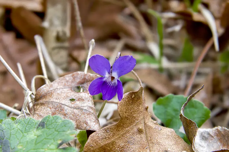 Violette odorante violet foncé sortant de feuilles mortes brunes au printemps