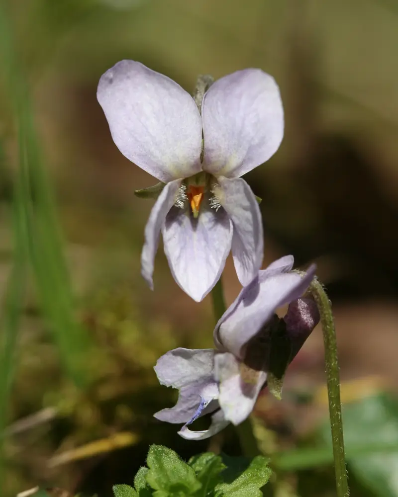 Pale sweet violets growing low to the ground in a park near Paris in spring
