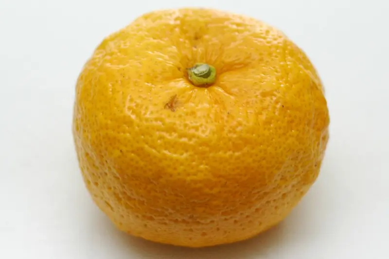 Yuzu mûr à la peau jaune orangé granuleuse, isolé sur un fond blanc