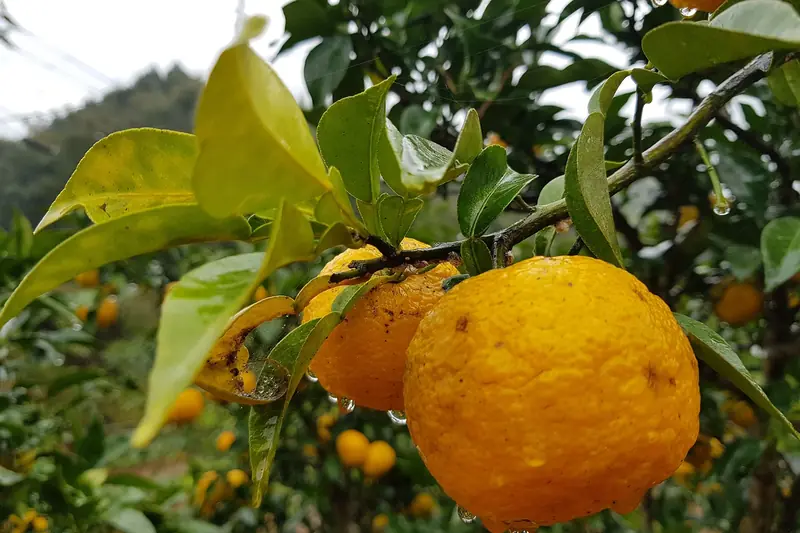 Yuzus mûrs à la peau jaune bosselée, suspendus à une branche feuillue