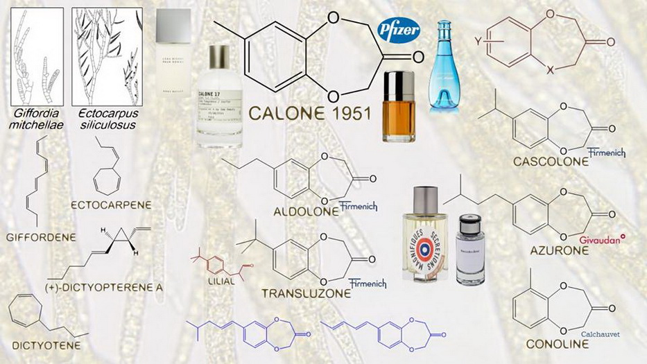 Calone и другие акватические молекулы